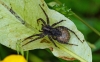 Garden Spider