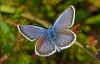 Silver Studded Blue