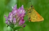 Large Skipper