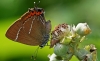 White Letter Hairstreak