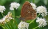 Ringlet