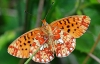 Pearl Bordered Fritillary