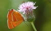 Brown Hairstreak