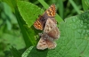 Duke Of Burgundy & Dingy Skipper
