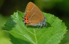 Black Hairstreak