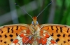 Pearl Bordered Fritillary