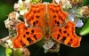 Comma