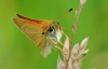 Essex Skipper