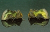 Burnished Brass Moths
