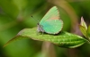 Green Hairstreak