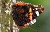 Red Admiral