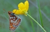 Marsh Fritillary