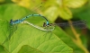 Azure Damselflies