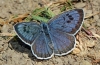 Large Blue