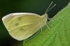 Large White