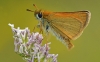 Essex Skipper