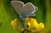 Small Blue