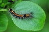 Yellow Tail Moth Caterpillar