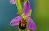 Bee Orchid