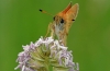 Essex Skipper