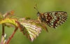 Heath Fritillary