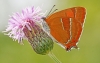 Brown Hairstreak