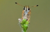 Essex Skipper