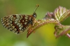 Heath Fritillary