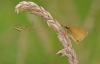 Essex Skipper