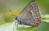 Purple Hairstreak