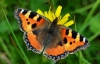 Small Tortoiseshell