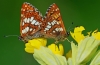 Duke Of Burgundy Pair