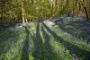 Duncliffe Wood
