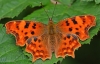 Comma