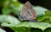 Purple Hairstreak