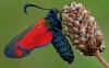 Cinnabar Moth