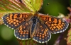 Heath Fritillary