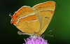 Brown Hairstreak