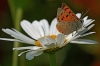 Small Copper