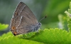 Purple Hairstreak