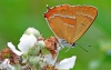 Brown Hairstreak