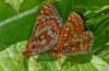 Marsh Fritillary