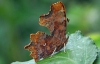 Comma