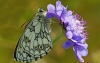 Marbled White