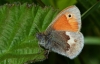 Small Heath