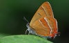 Brown Hairstreak