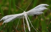 White Plume Moth