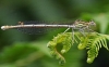White Legged Damselfly