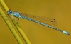 Azure Damselfly