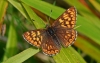 Duke Of Burgundy